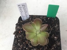Pinguicula esseriana  X Potosiensis