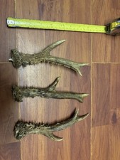 3 X Roe Deer Antler