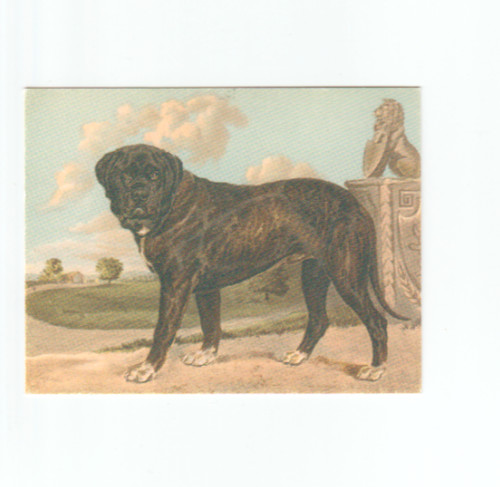 Mastiff from breeds - from, of