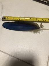 Parrot feather