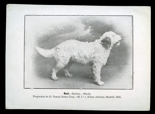 Barbet griffon arret poil - d'arret, a