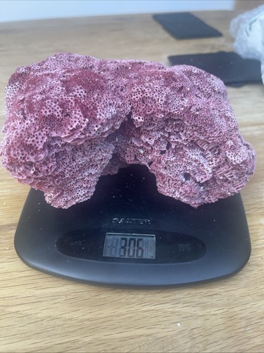 Natural red organ pipe coral - organ,