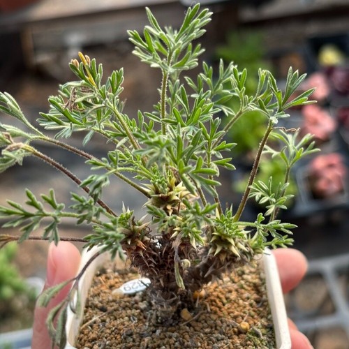3cm succulent cactus plant - cactus,