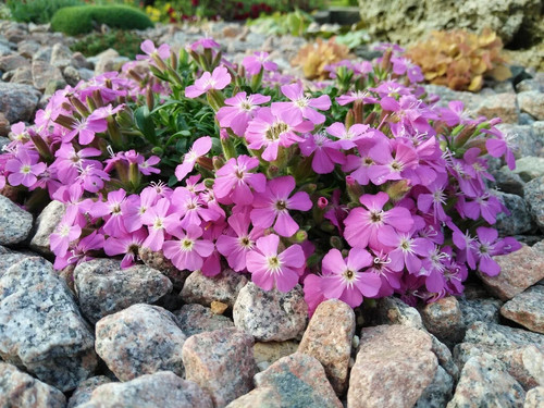 Saponaria plug plants - 3, x