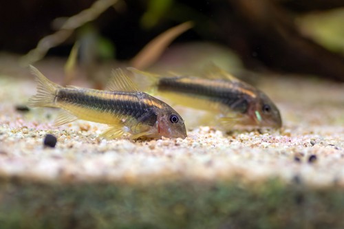 Gold laser cory - gold,