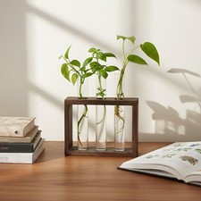 3 Pcs Test Tubes Plant