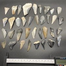 Megalodon shark tooth fossil - megalodon,