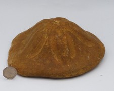 Large Fossil Clypeaster Sea