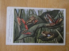 Old Postcard of Variegated Frog (British Museum) by J B Procter
