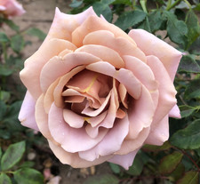 Koko Loko - Unusual Dusky Pink