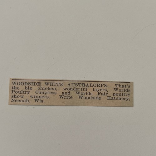 Woodside white australorps - white,