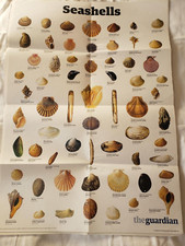 A1 poster SEASHELLS