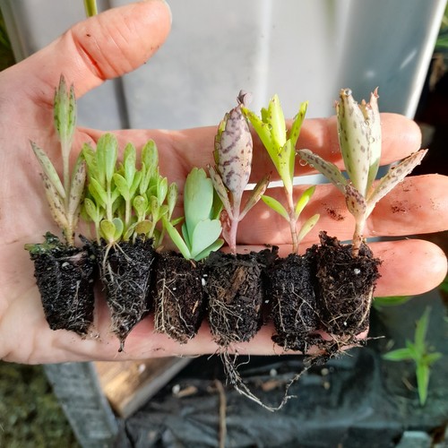Plug plants 5 varieties - plug,