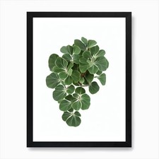 Crown Of Thorns (Euphorbia