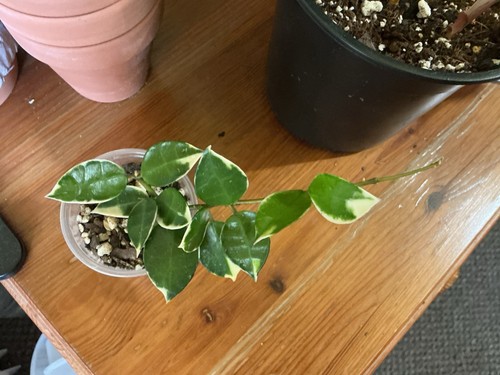 Hoya lacunosa asami - asami, 2