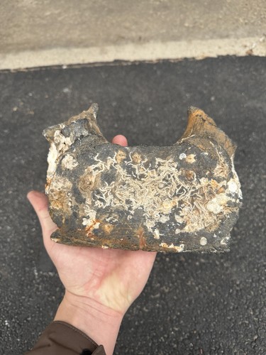 Fossilized whale vertebra - fossilized,