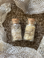 Pair Of 4cm Royal Python &