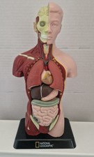National Geographic Anatomical Torso (25 cms). Unboxed. Complete