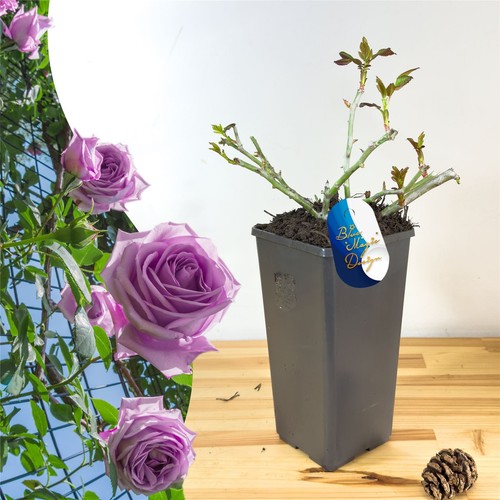 Scented climbing bush rose - climbing,