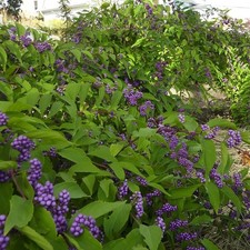 Callicarpa Profusion Beauty Berry Deciduous Outdoor Garden Shrub Plant in Pot