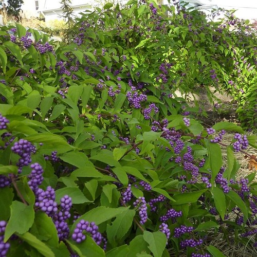 Callicarpa profusion beauty - profusion,