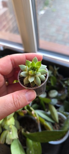Sempervivum succulent plants - succulent,