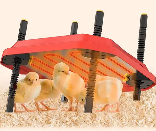 Chicken poultry brooder - poultry,