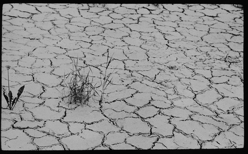 Dried mud cracks - mud,