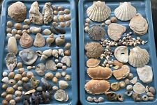 Mixed Job Lot Sea Shells Crabs Snails Stones With Holes - Nearly 2.5kg -