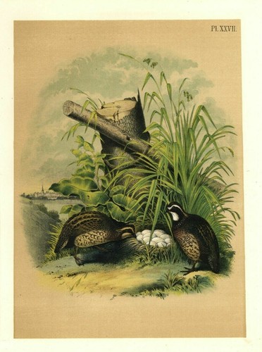 Upland game birds american - upland,