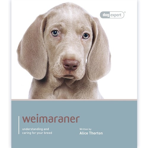 Weimaraner dog expert - weimaraner,
