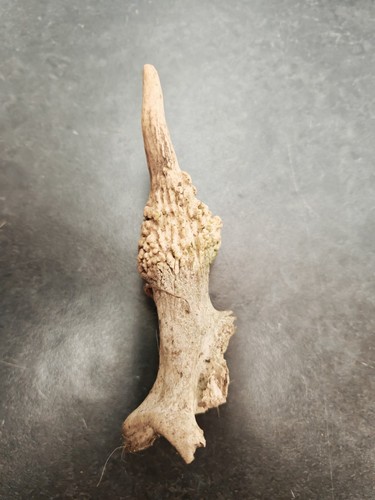 Fallow pricket antler - fallow,