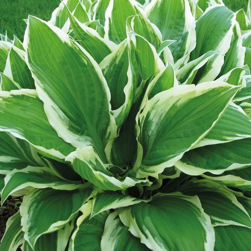 Hosta wide brim litre hardy - 1,
