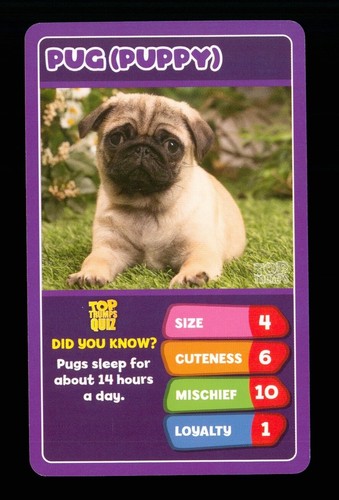 Info card baby - x, animal