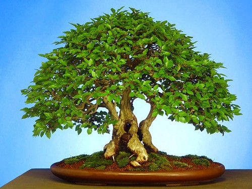 Carpinus turczaninowii korean - carpinus,