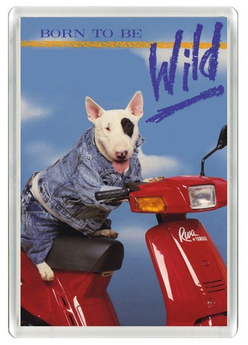 Bull terrier dog - dog, magnet