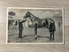 “Famous Horses - Scullion”