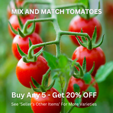 CHERRY TOMATOES x 30 Tomato