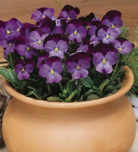 400 seeds viola cornuta - 400,