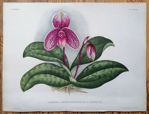 Linden lindenia original - lindenia,