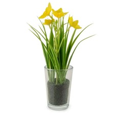 Daffodils in Glass Vase 20cm