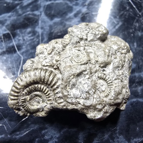 Pyrite multi ammonite fossils - pyrite,