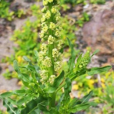 Reseda Luteola - 1000 Seeds -