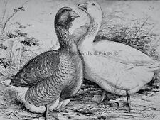c1904 Antique Poultry Chicken Print TOULOUSE & EMBDEN GEESE Artist J.W Ludlow