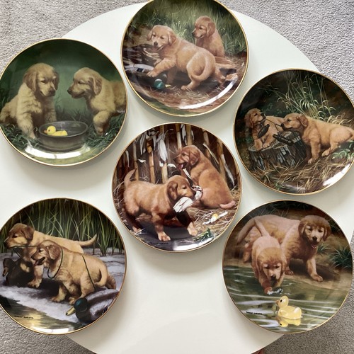 Golden retriever pups - golden, by
