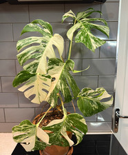 Highly Variegated Monstera Borsigana Deliciciosa Albo half moon,plus extra plant