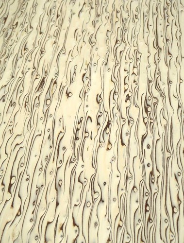 Birch burl veneer saraifo - burl,