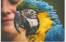 Postcard Close Up Study Of A Macaw Parrot [ Bird Interest ] My Ref QQ