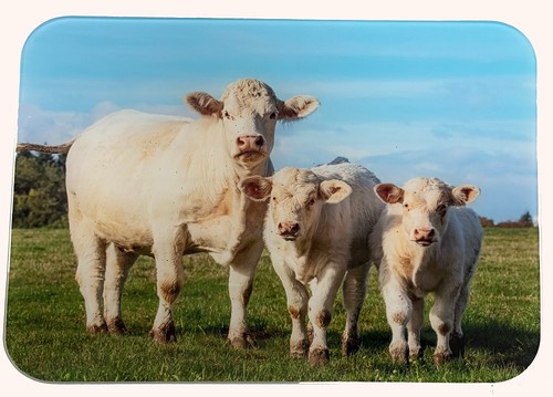 Tuftop charolais cattle medium - tuftop,