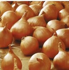 Onion Sets -Golden Gourmet Shallot- Ready to Plant Now- Easy way to grow Onions